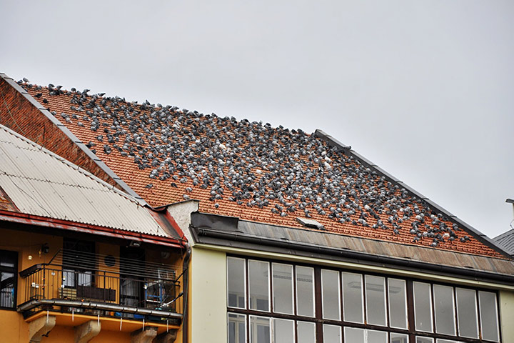 A2B Pest Control are able to install spikes to deter birds from roofs in Belsize Park. 