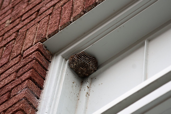 We provide a wasp nest removal service for domestic and commercial properties in Belsize Park.